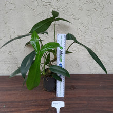 Load image into Gallery viewer, #H111 Philodendron 69686 - &#39;Big Ears&#39;