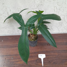 Load image into Gallery viewer, #H111 Philodendron 69686 - &#39;Big Ears&#39;
