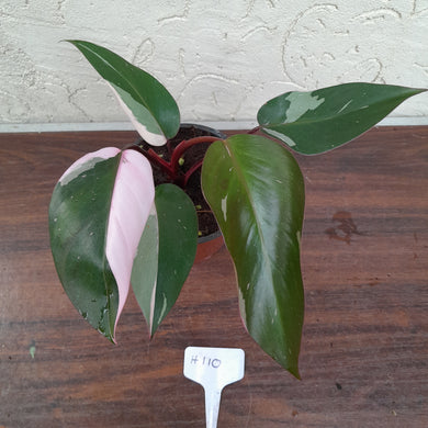 #H110 Philodendron Pink Princess - Amazing Variegation