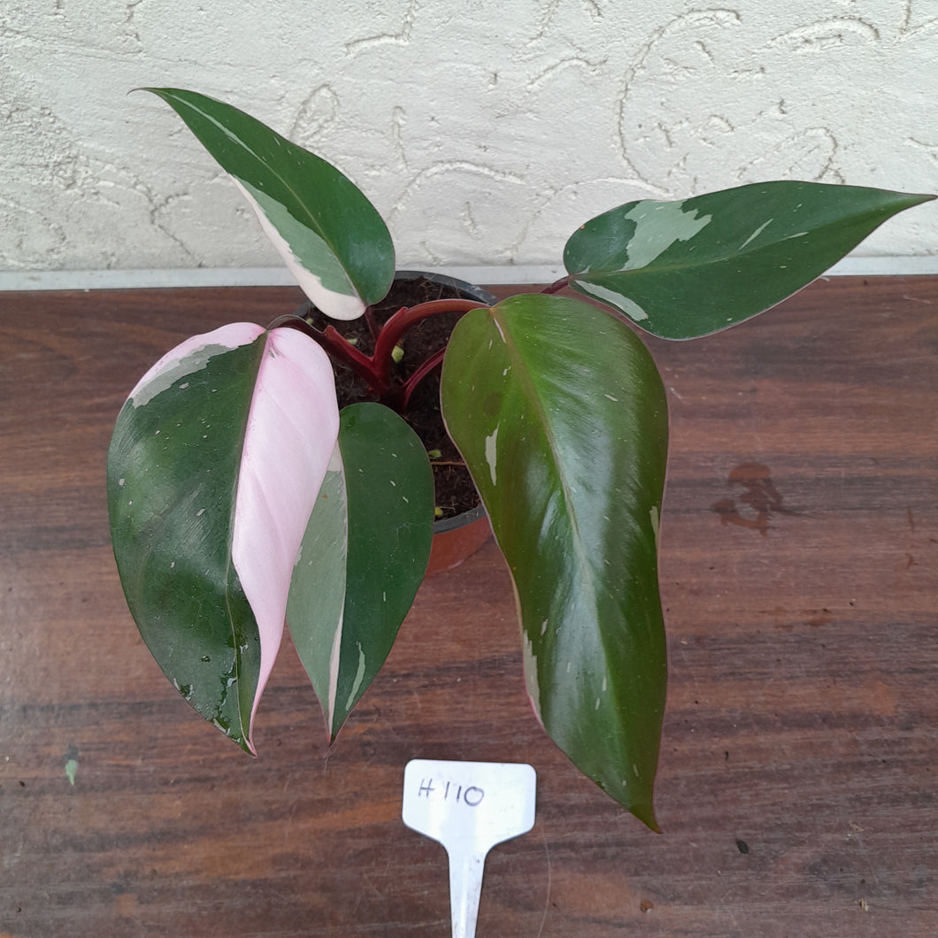 #H110 Philodendron Pink Princess - Amazing Variegation