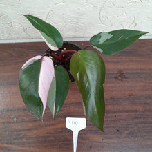 Load image into Gallery viewer, #H110 Philodendron Pink Princess - Amazing Variegation