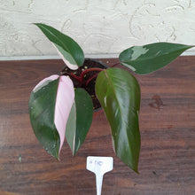 Load image into Gallery viewer, #H110 Philodendron Pink Princess - Amazing Variegation