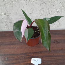 Load image into Gallery viewer, #H110 Philodendron Pink Princess - Amazing Variegation