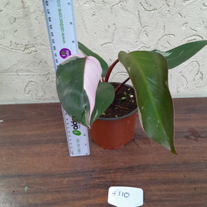 #H110 Philodendron Pink Princess - Amazing Variegation