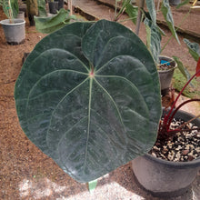 Load image into Gallery viewer, #H9 Anthurium Hoffmanii x (From Red Sinus Parent)