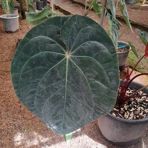 #H9 Anthurium Hoffmanii x (From Red Sinus Parent)