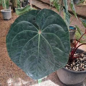 #i30 Anthurium Hoffmanii x (From Red Sinus Parent)