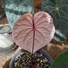 Load image into Gallery viewer, #H9 Anthurium Hoffmanii x (From Red Sinus Parent)