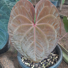 Load image into Gallery viewer, #H9 Anthurium Hoffmanii x (From Red Sinus Parent)