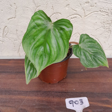 #903 Philodendron Plowmanii - Round Form