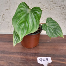Load image into Gallery viewer, #903 Philodendron Plowmanii - Round Form