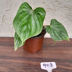 #903 Philodendron Plowmanii - Round Form