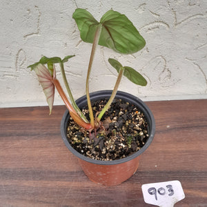 #903 Philodendron Plowmanii - Round Form