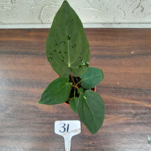 #31 Anthurium Hoffmanii x (Red Sinus Parent)