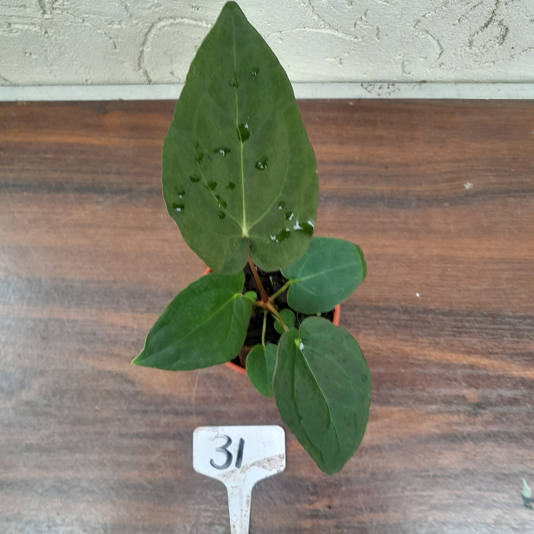 #31 Anthurium Hoffmanii x (Red Sinus Parent)