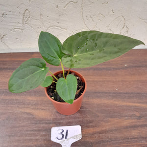 #31 Anthurium Hoffmanii x (Red Sinus Parent)