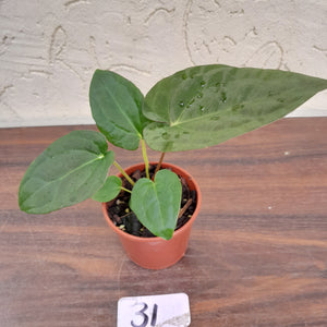 #31 Anthurium Hoffmanii x (Red Sinus Parent)