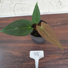 Load image into Gallery viewer, #95 Anthurium (Black Sensation x) x (Papillilaminum x Dressleri)