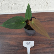 Load image into Gallery viewer, #95 Anthurium (Black Sensation x) x (Papillilaminum x Dressleri)