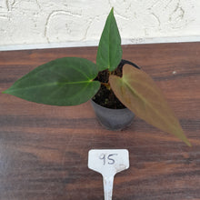 Load image into Gallery viewer, #95 Anthurium (Black Sensation x) x (Papillilaminum x Dressleri)