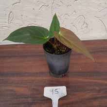 Load image into Gallery viewer, #95 Anthurium (Black Sensation x) x (Papillilaminum x Dressleri)