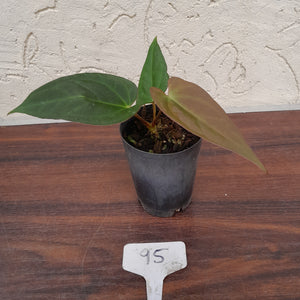 #95 Anthurium (Black Sensation x) x (Papillilaminum x Dressleri)