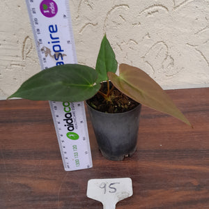 #95 Anthurium (Black Sensation x) x (Papillilaminum x Dressleri)