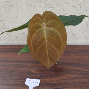 #i30 Anthurium Hoffmanii x (From Red Sinus Parent)