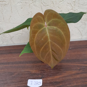 #i30 Anthurium Hoffmanii x (From Red Sinus Parent)