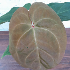 #i30 Anthurium Hoffmanii x (From Red Sinus Parent)