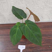 Load image into Gallery viewer, #i30 Anthurium Hoffmanii x (From Red Sinus Parent)