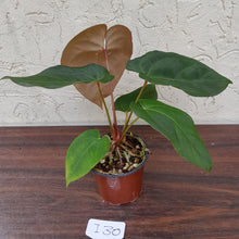 Load image into Gallery viewer, #i30 Anthurium Hoffmanii x (From Red Sinus Parent)