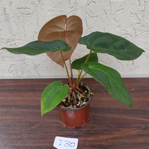 #i30 Anthurium Hoffmanii x (From Red Sinus Parent)