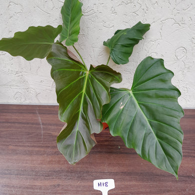 #H18 Philodendron Corsinianum / 'Bronze Shield'