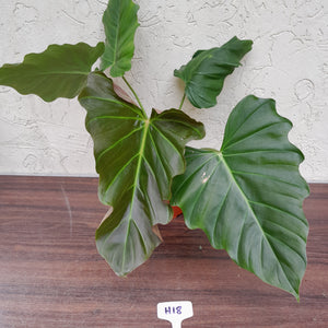 #H18 Philodendron Corsinianum / 'Bronze Shield'