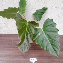 Load image into Gallery viewer, #H18 Philodendron Corsinianum / &#39;Bronze Shield&#39;