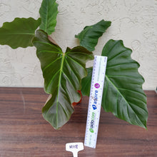 Load image into Gallery viewer, #H18 Philodendron Corsinianum / &#39;Bronze Shield&#39;