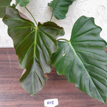 Load image into Gallery viewer, #H18 Philodendron Corsinianum / &#39;Bronze Shield&#39;