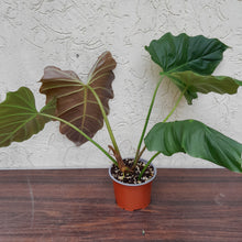 Load image into Gallery viewer, #H18 Philodendron Corsinianum / &#39;Bronze Shield&#39;
