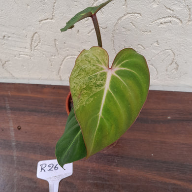 #R26 Variegated Philodendron Gloriosum