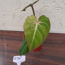 Load image into Gallery viewer, #R26 Variegated Philodendron Gloriosum