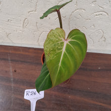 Load image into Gallery viewer, #R26 Variegated Philodendron Gloriosum