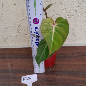 #R26 Variegated Philodendron Gloriosum