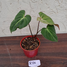 Load image into Gallery viewer, #R26 Variegated Philodendron Gloriosum