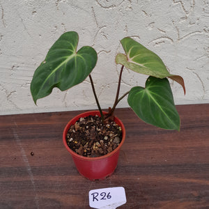 #R26 Variegated Philodendron Gloriosum