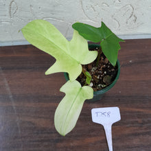 Load image into Gallery viewer, #D58 Philodendron Florida Ghost - NON TC