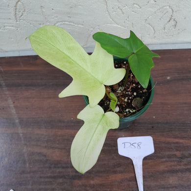 #D58 Philodendron Florida Ghost - NON TC