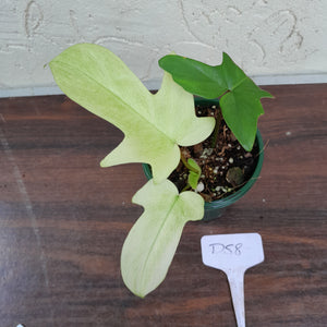 #D58 Philodendron Florida Ghost - NON TC