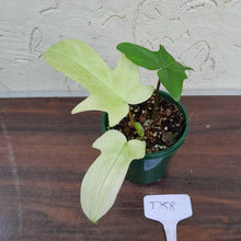 Load image into Gallery viewer, #D58 Philodendron Florida Ghost - NON TC