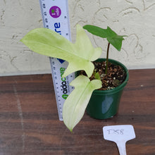 Load image into Gallery viewer, #D58 Philodendron Florida Ghost - NON TC